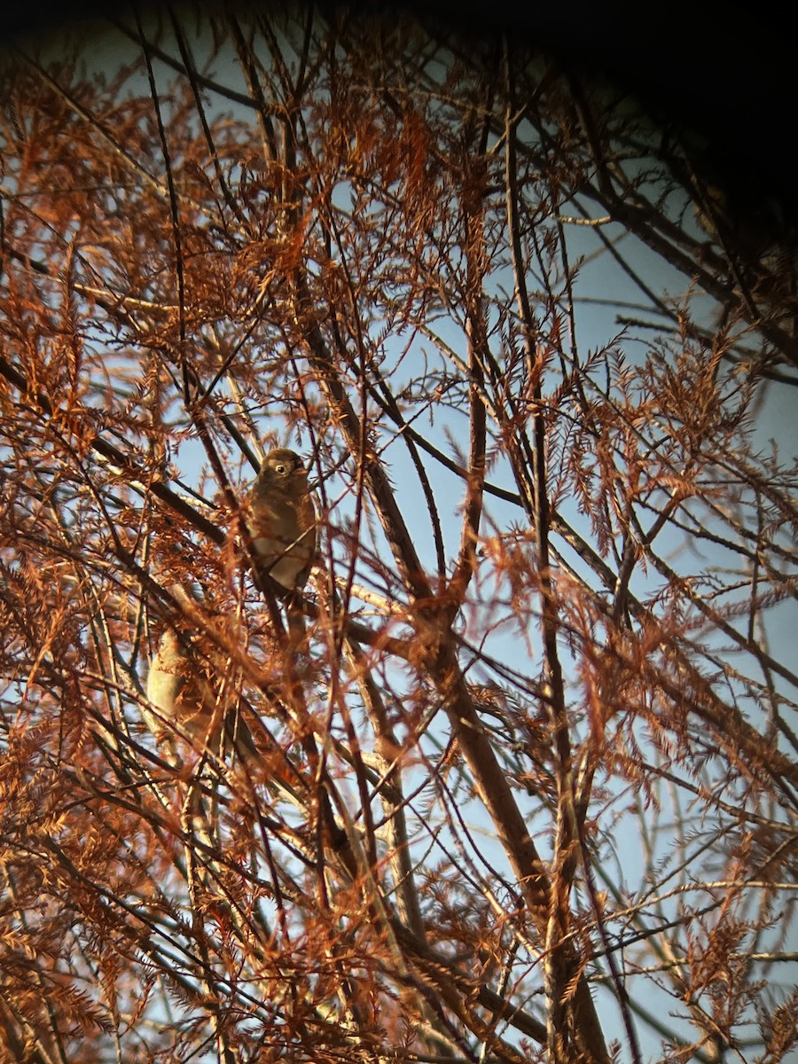 Field Sparrow - ML647270897