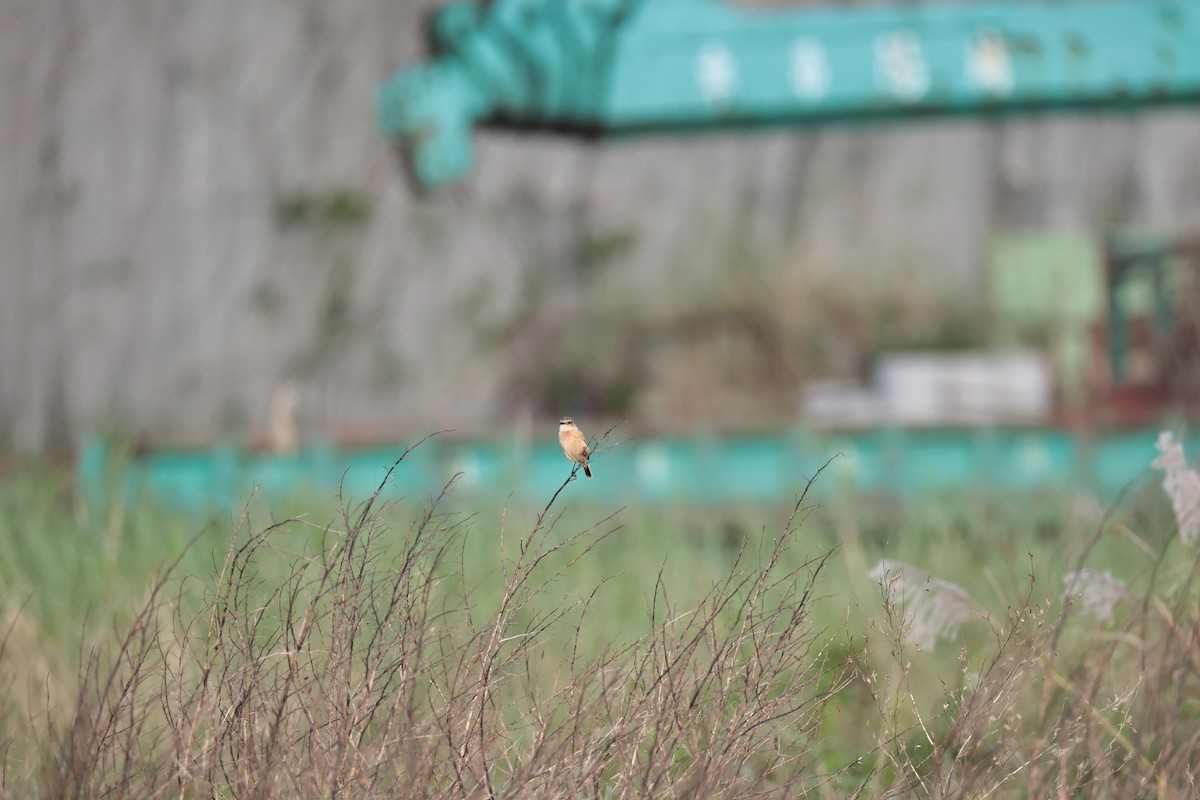Amur Stonechat - ML647270902