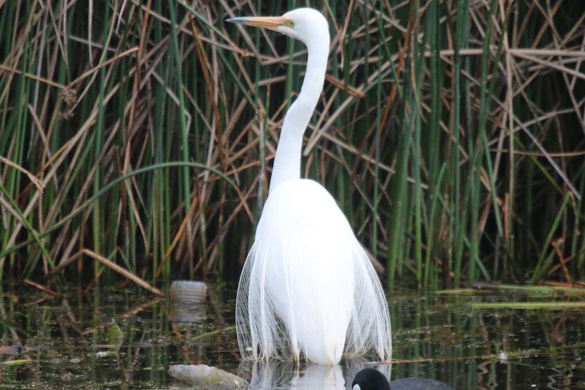 Great Egret - ML647270903