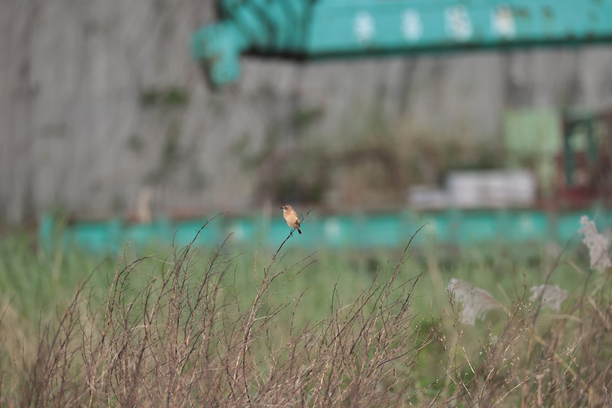 Amur Stonechat - ML647270907