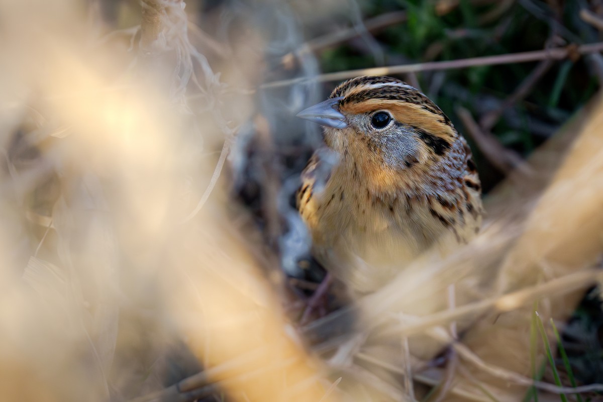 LeConte's Sparrow - ML647270913