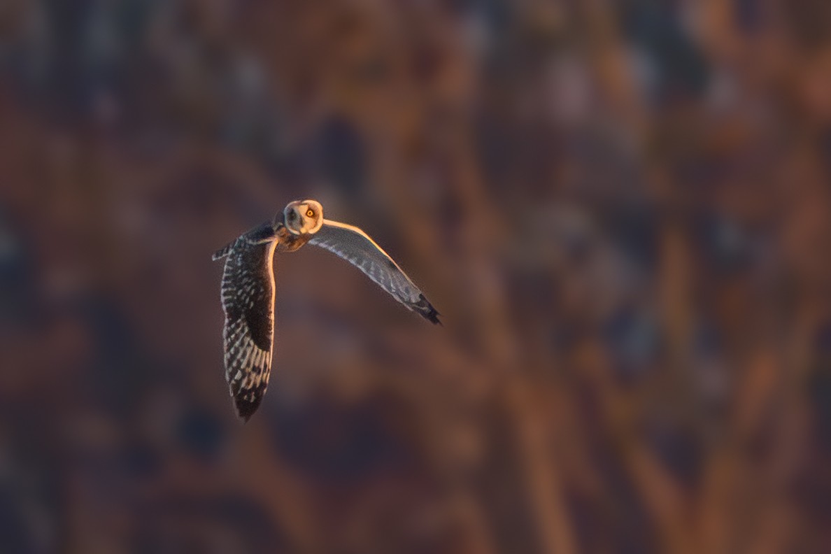 Zingira-hontza - ML647270922