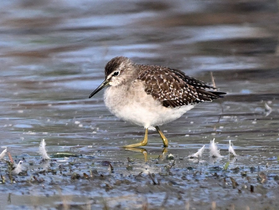 タカブシギ - ML647270927