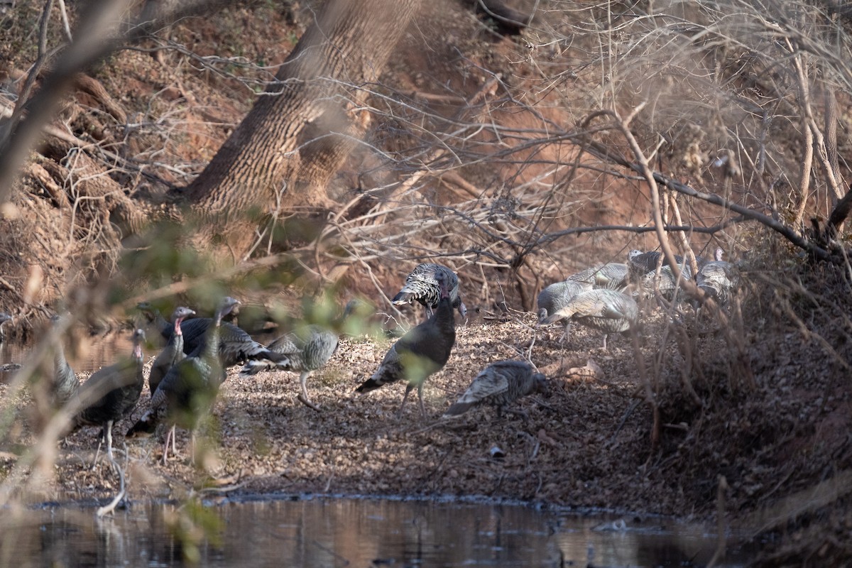 Wild Turkey - ML647270947