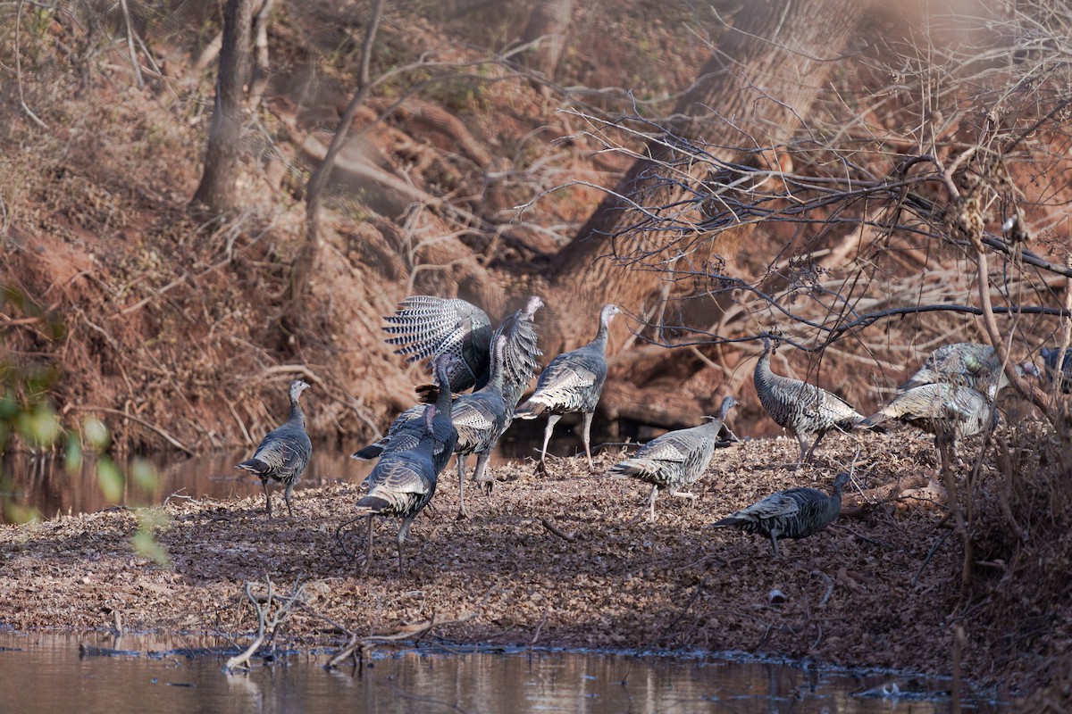 Wild Turkey - ML647270948