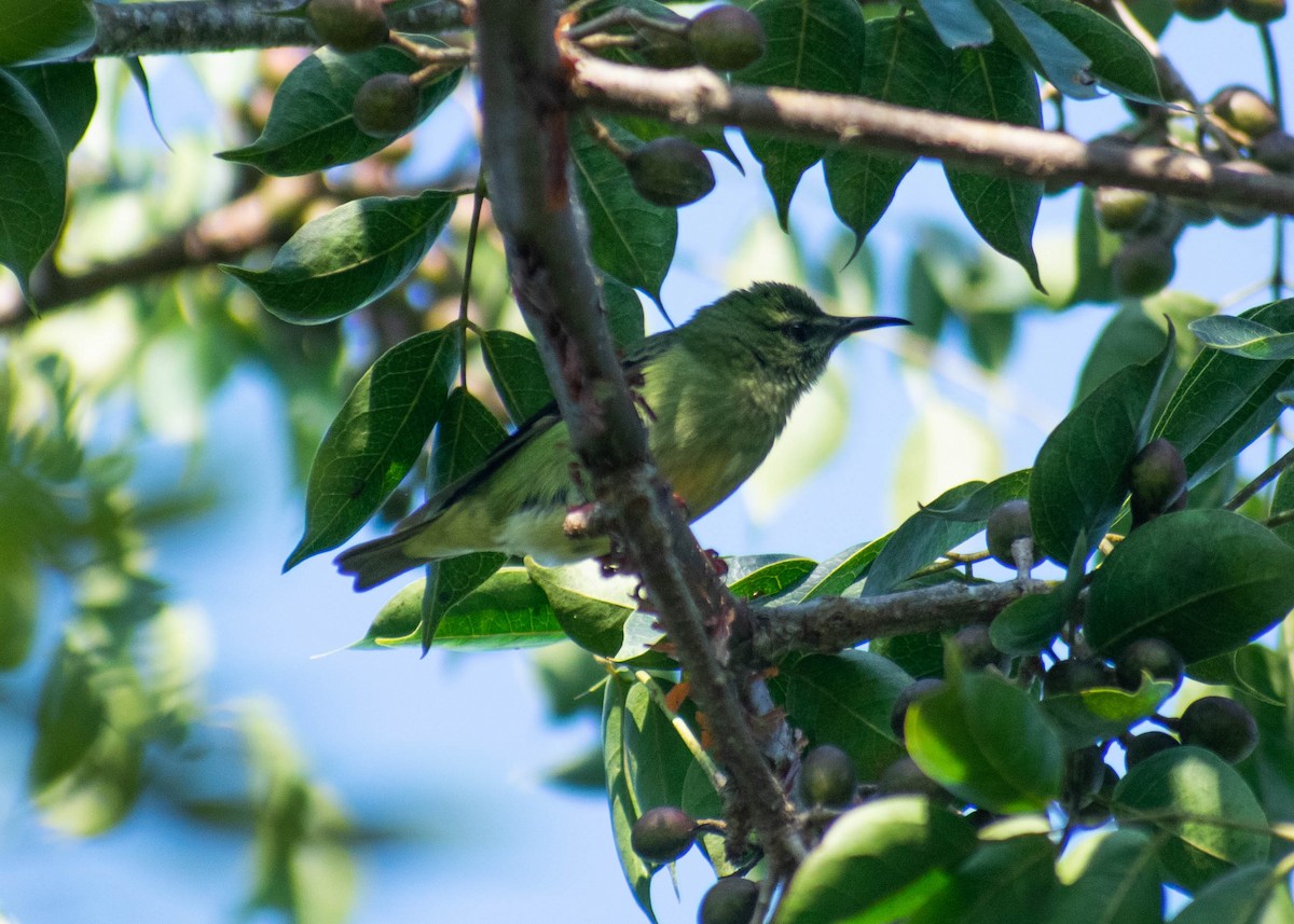Red-legged Honeycreeper - ML647270954