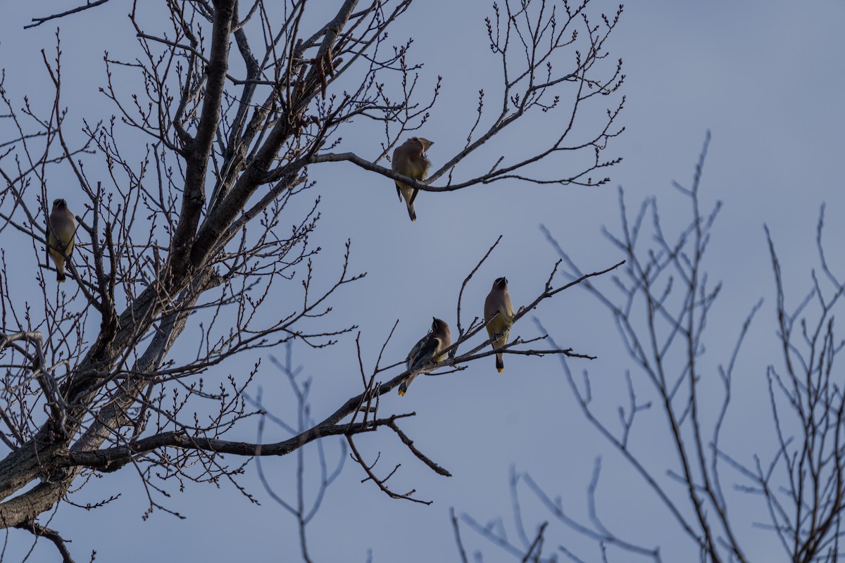 Cedar Waxwing - ML647270956