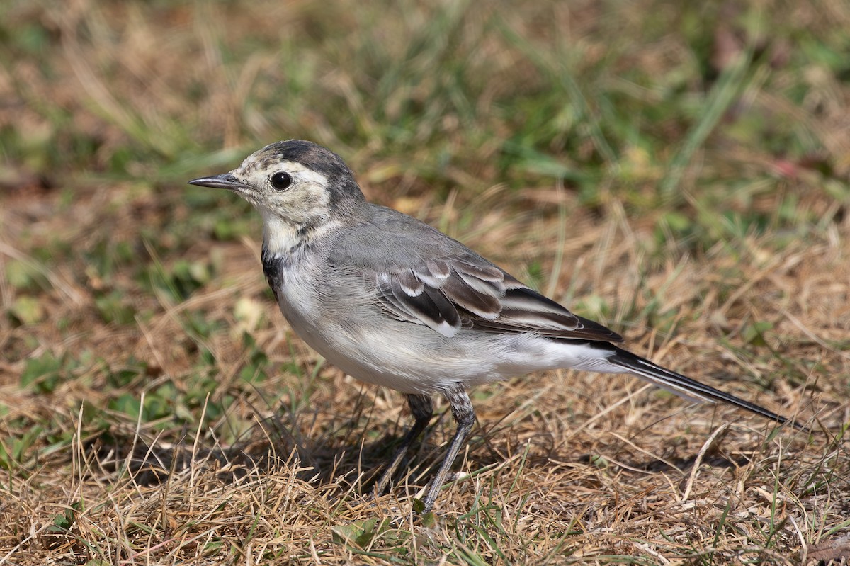 White Wagtail - ML647270963
