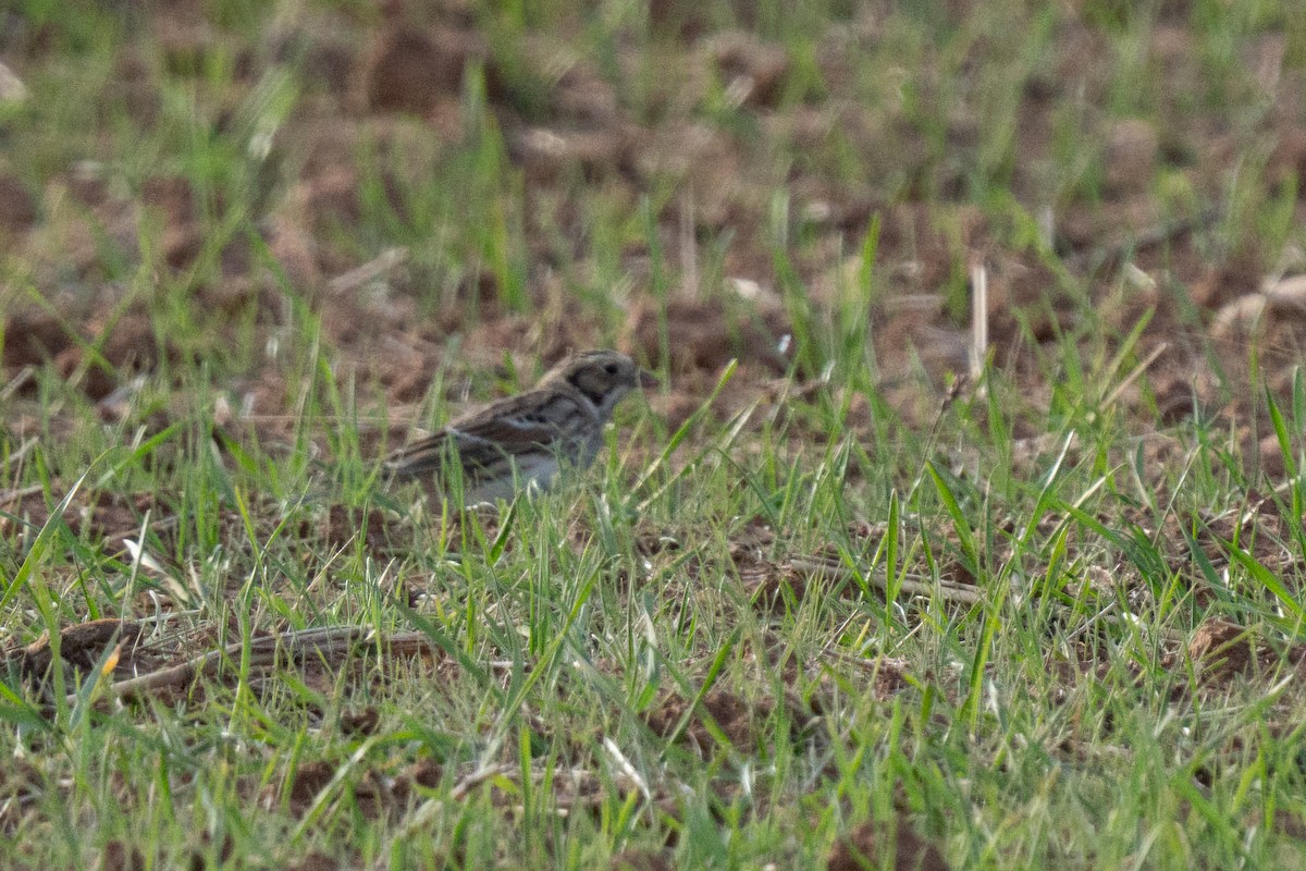 Подорожник лапландський - ML647270973