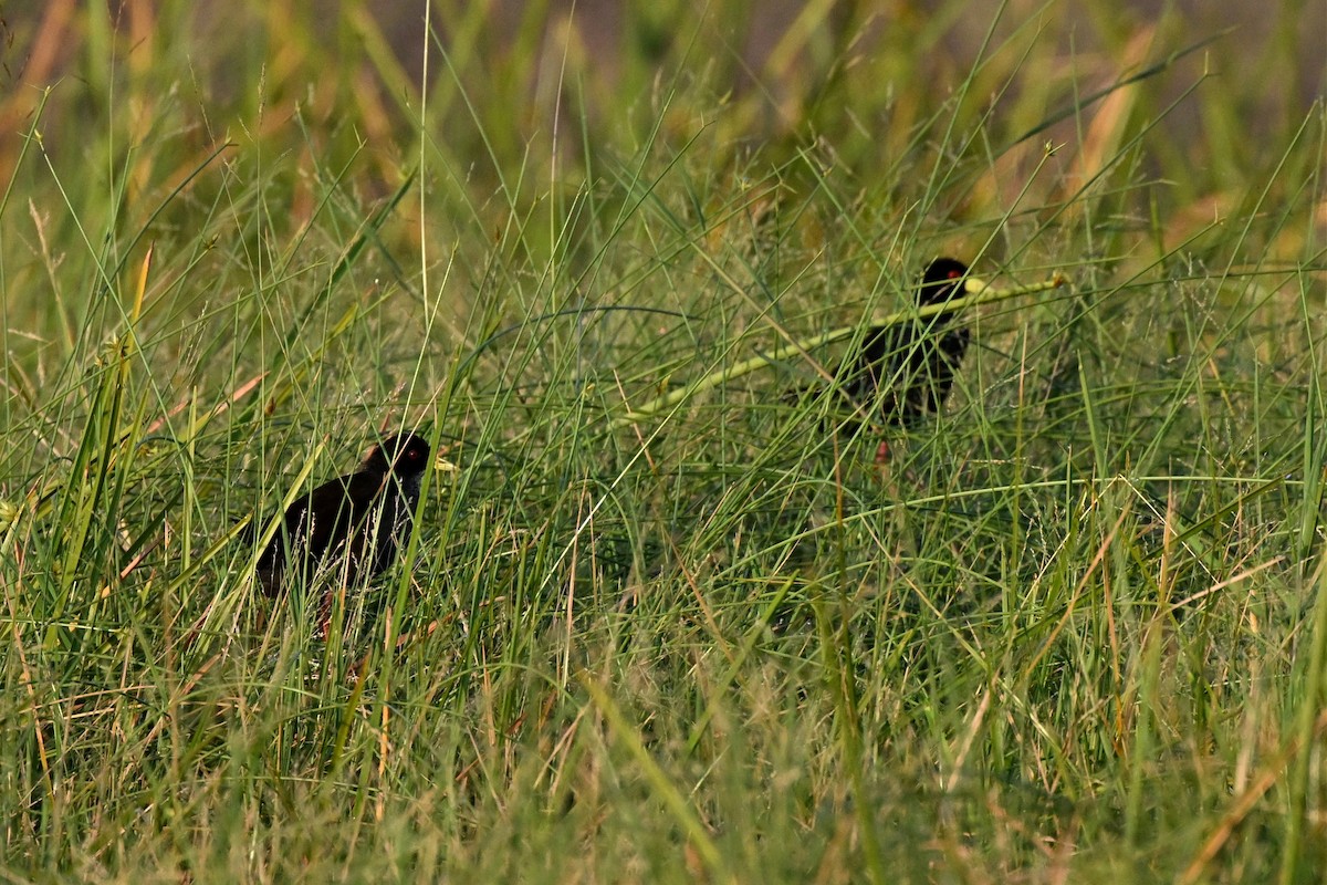 Black Crake - ML647270976