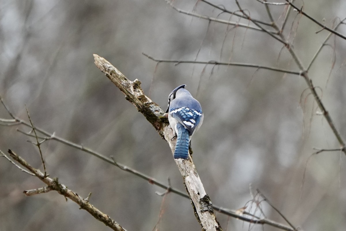 Blue Jay - ML647270984
