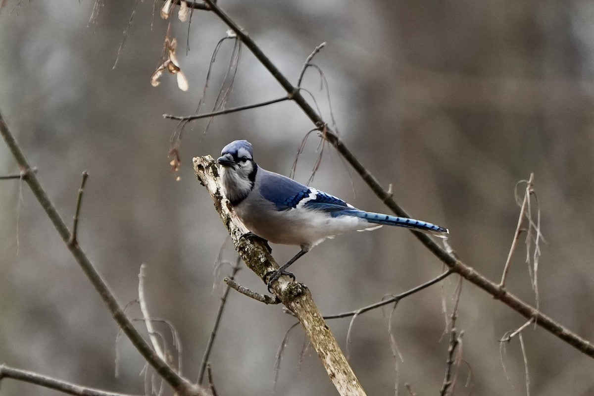Blue Jay - ML647270985