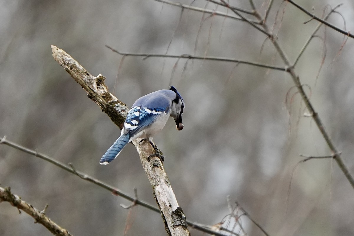 Blue Jay - ML647270986