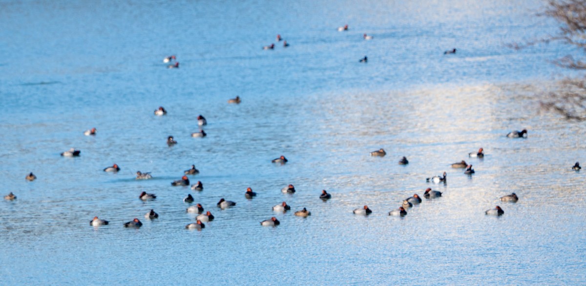 Redhead - ML647270989