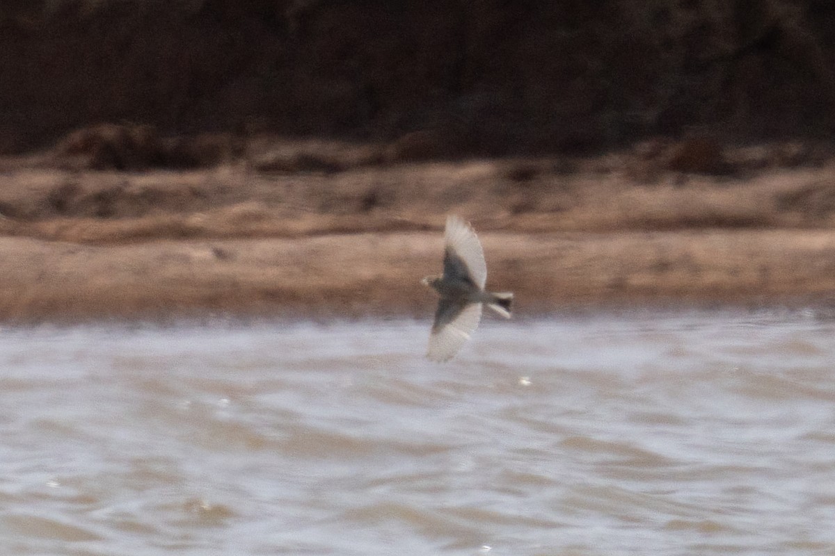 Chestnut-collared Longspur - ML647271002