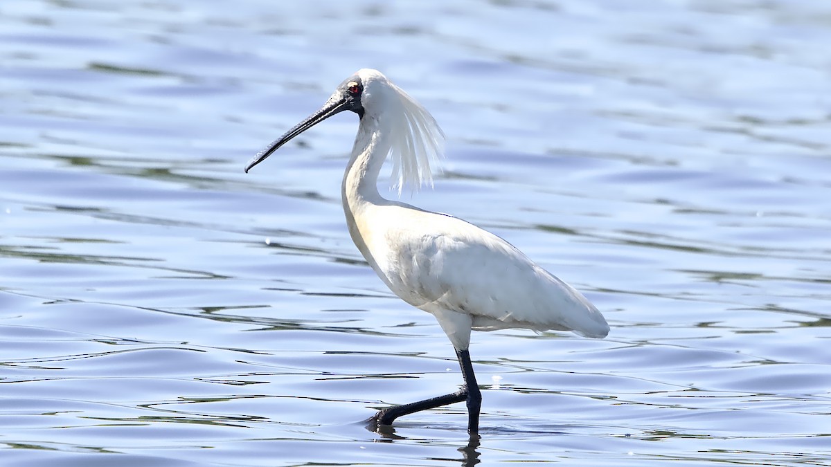Косар королівський - ML647271003