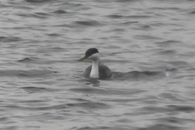 Western Grebe - ML647271006