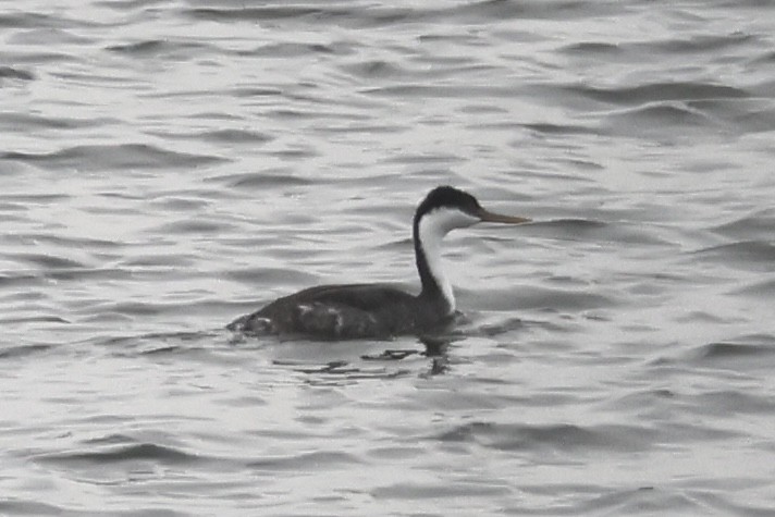 Western Grebe - ML647271007