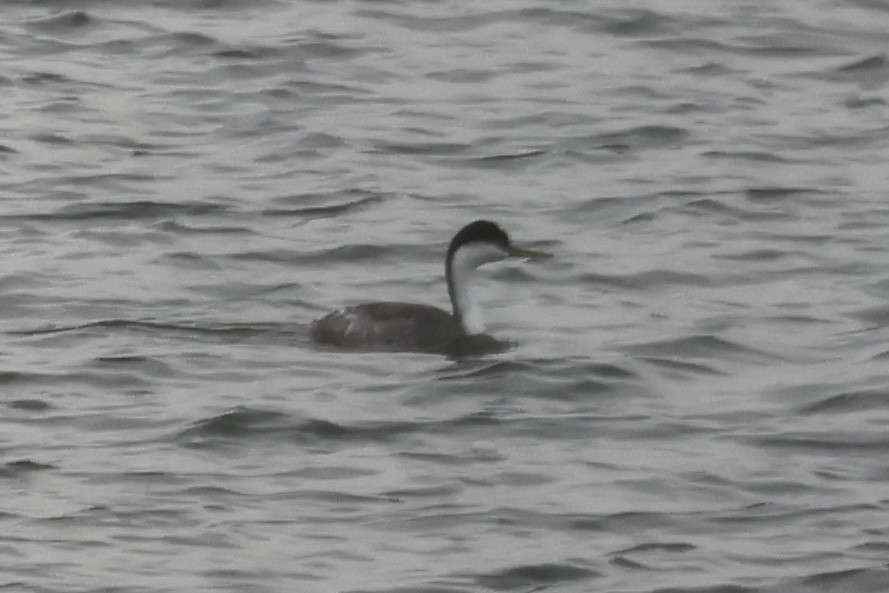 Western Grebe - ML647271008