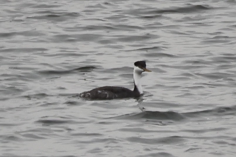 Western Grebe - ML647271009
