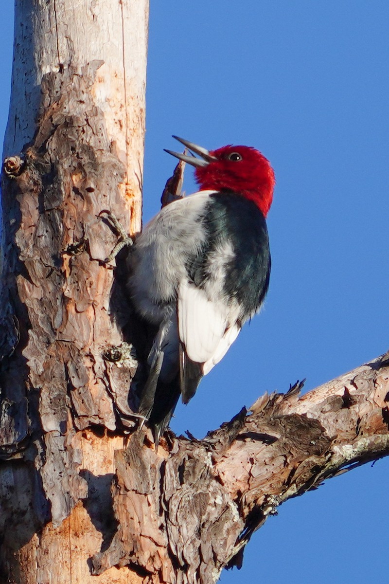 Red-headed Woodpecker - ML647271010