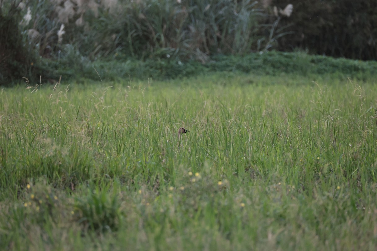 Taiga Bean-Goose - ML647271027