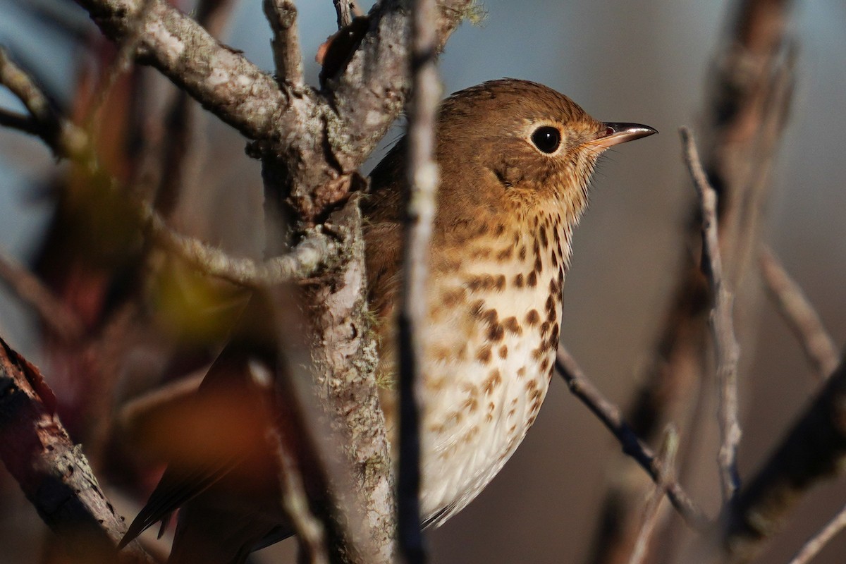 Hermit Thrush - ML647271032
