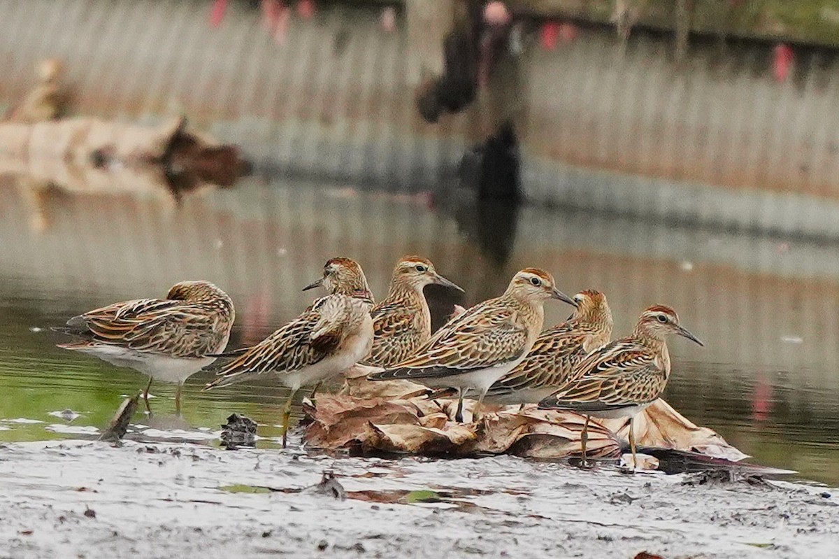 尖尾濱鷸 - ML647271038