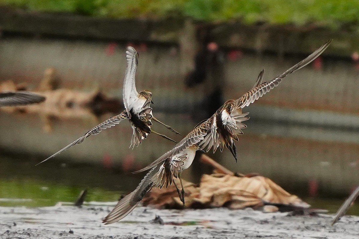 尖尾濱鷸 - ML647271039