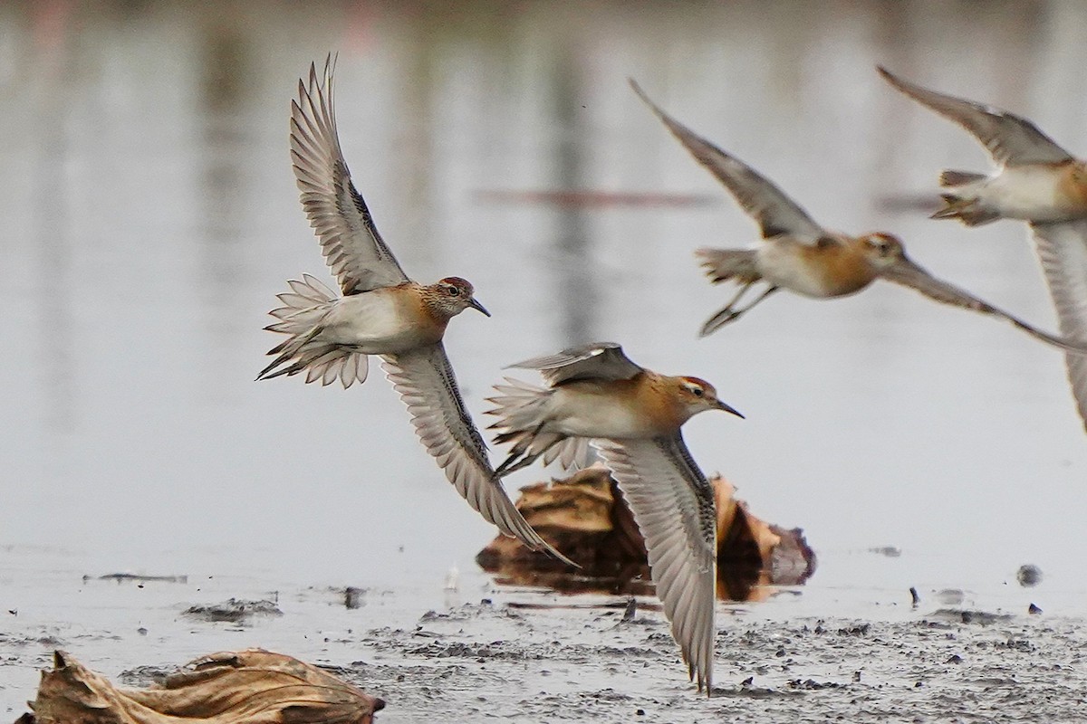 尖尾濱鷸 - ML647271040