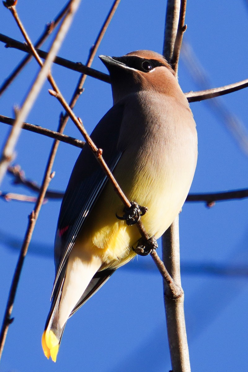 Cedar Waxwing - ML647271041