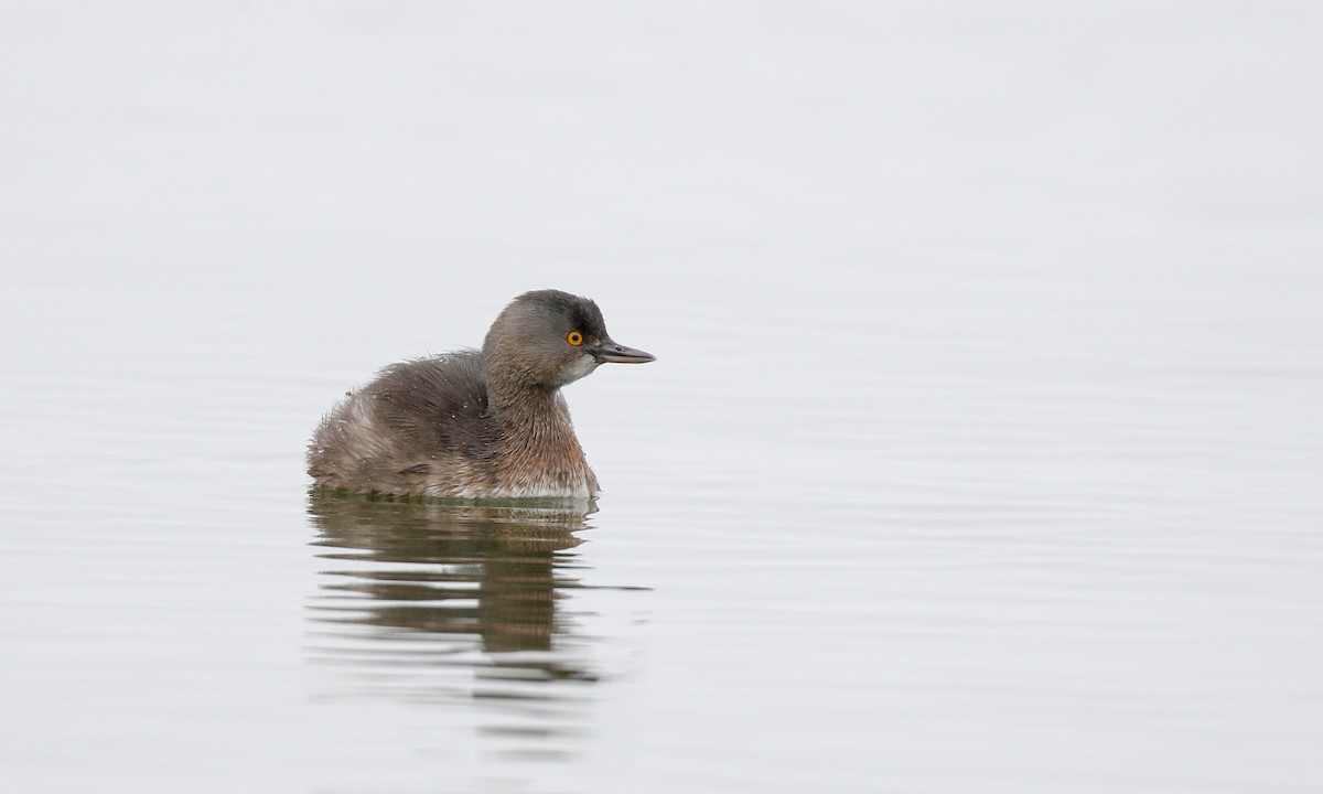 Least Grebe - ML647271042