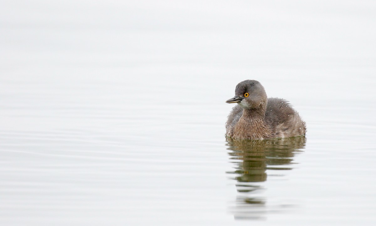 Least Grebe - ML647271043