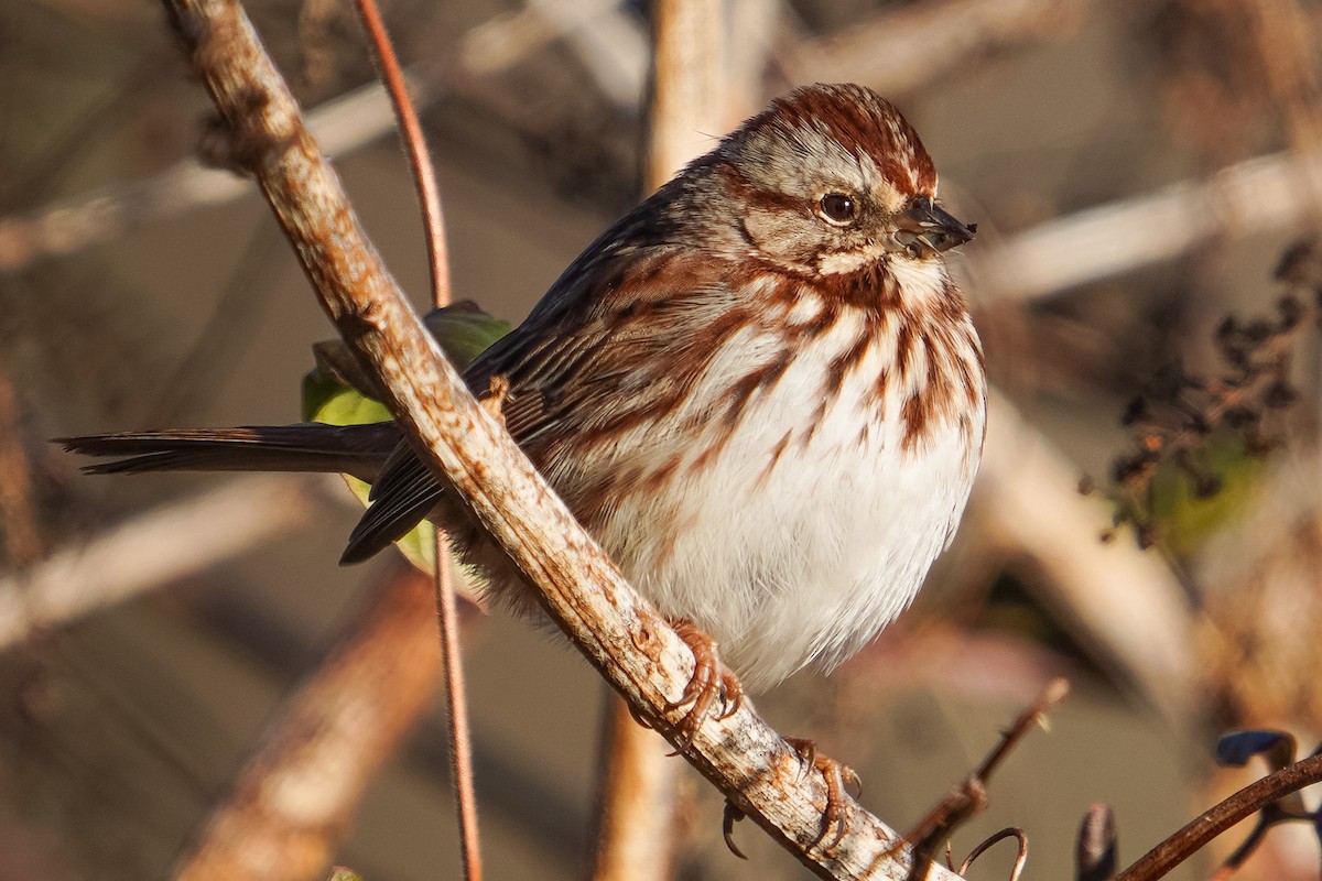 Song Sparrow - ML647271047