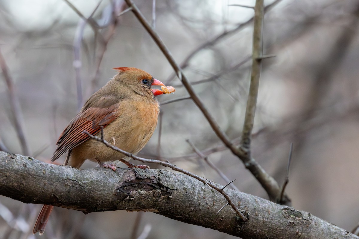 Cardinal rouge - ML647271048