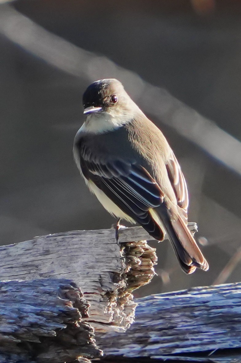 Eastern Phoebe - ML647271052
