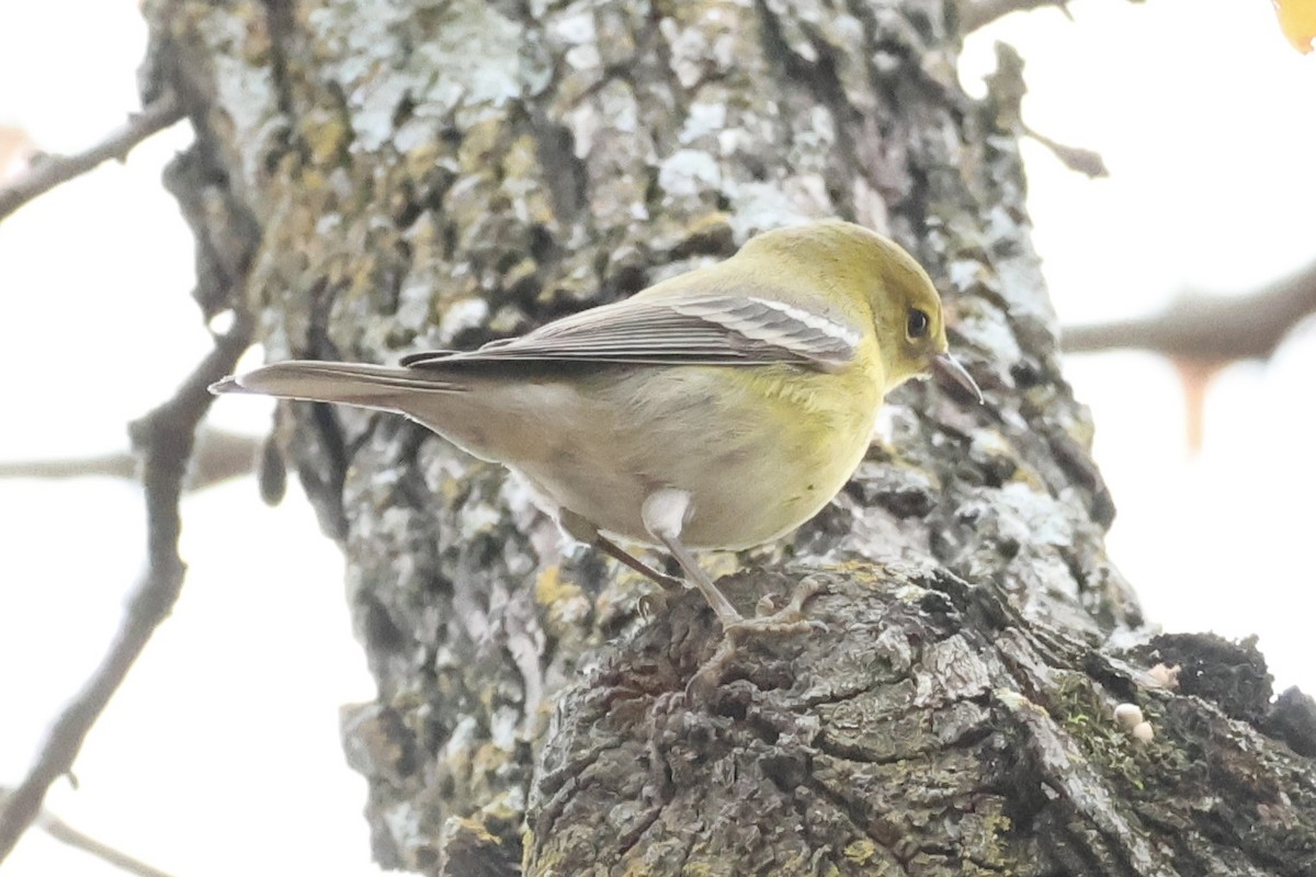 Pine Warbler - ML647271055