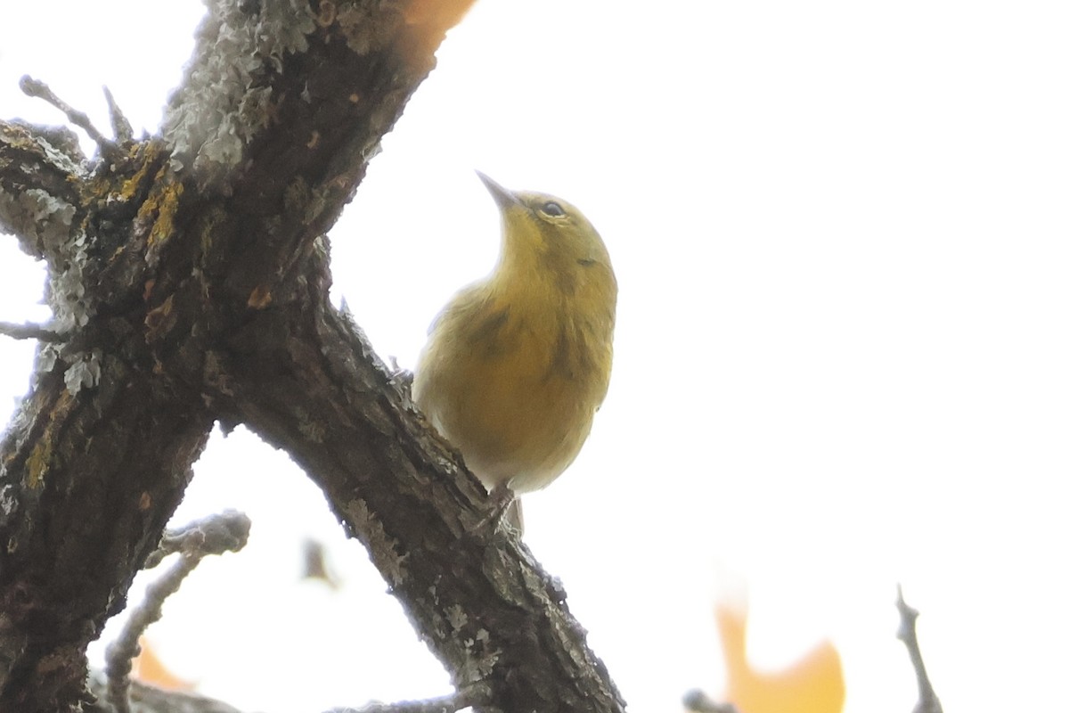 Pine Warbler - ML647271056