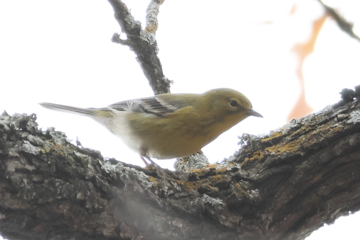 Kiefernwaldsänger - ML647271058