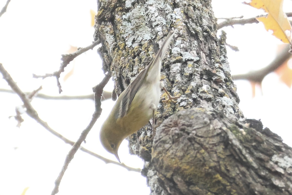 Kiefernwaldsänger - ML647271059