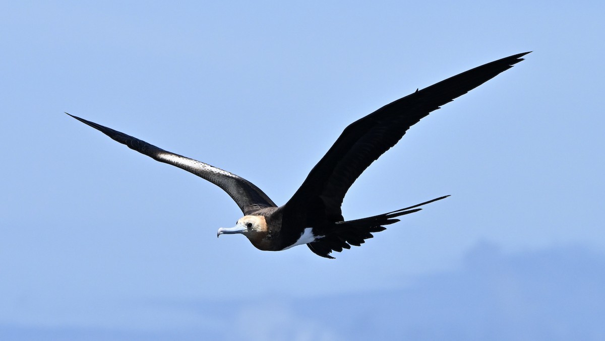 Christmas Island Frigatebird - ML647271064