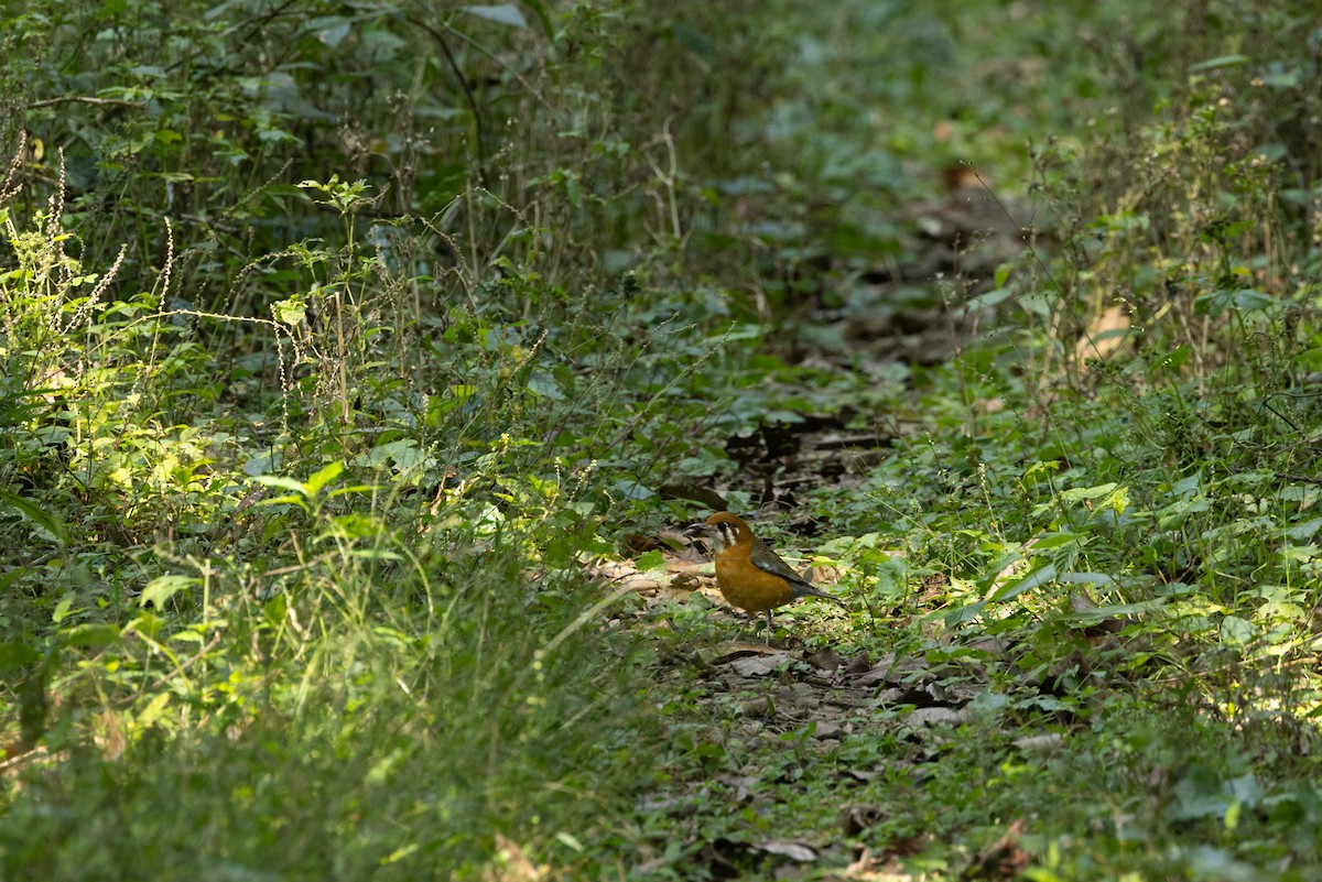 Orange-headed Thrush - ML647271070
