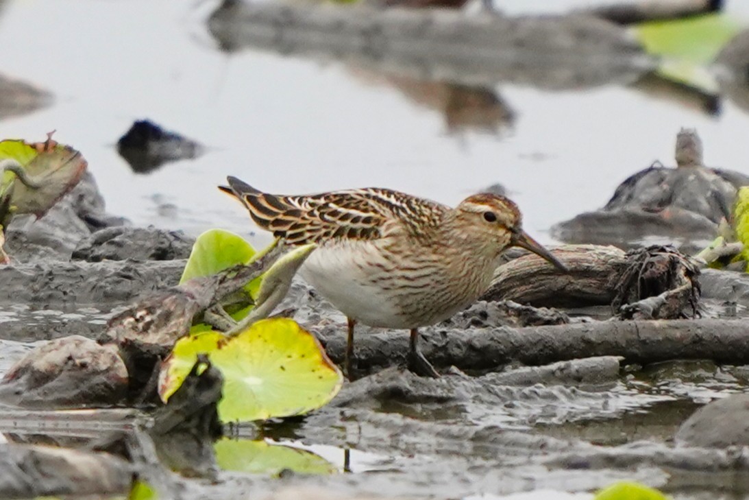 Pectoral Sandpiper - ML647271073