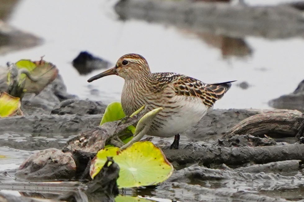 Pectoral Sandpiper - ML647271074