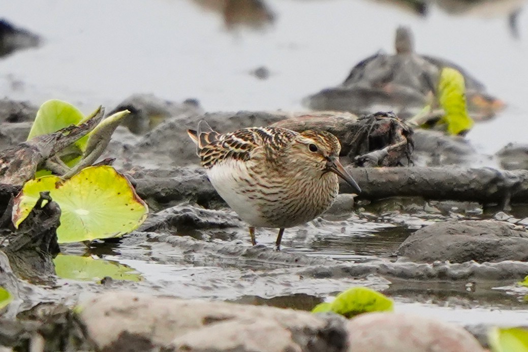 Pectoral Sandpiper - ML647271075