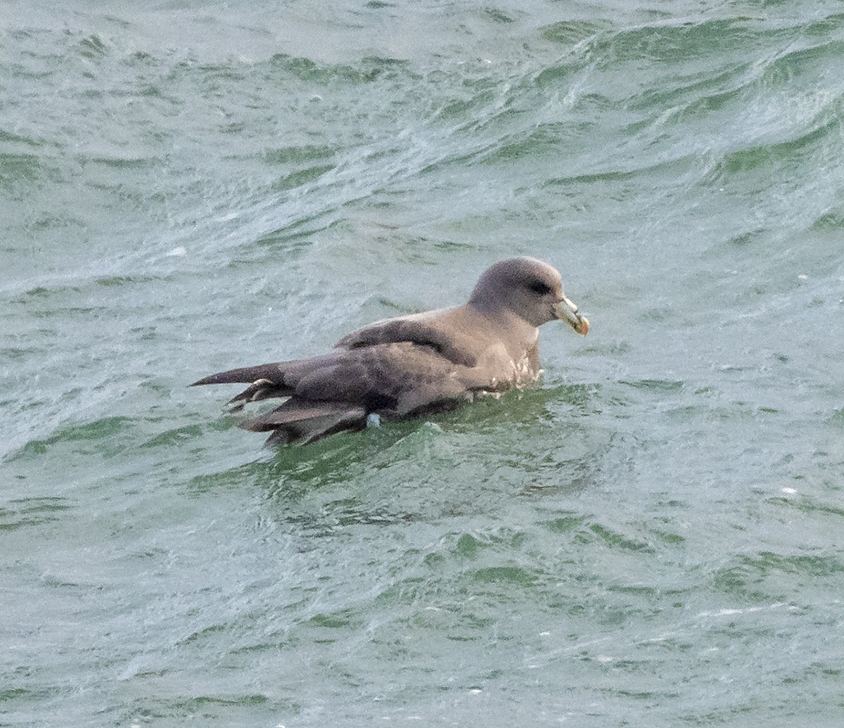 Northern Fulmar - ML647271076