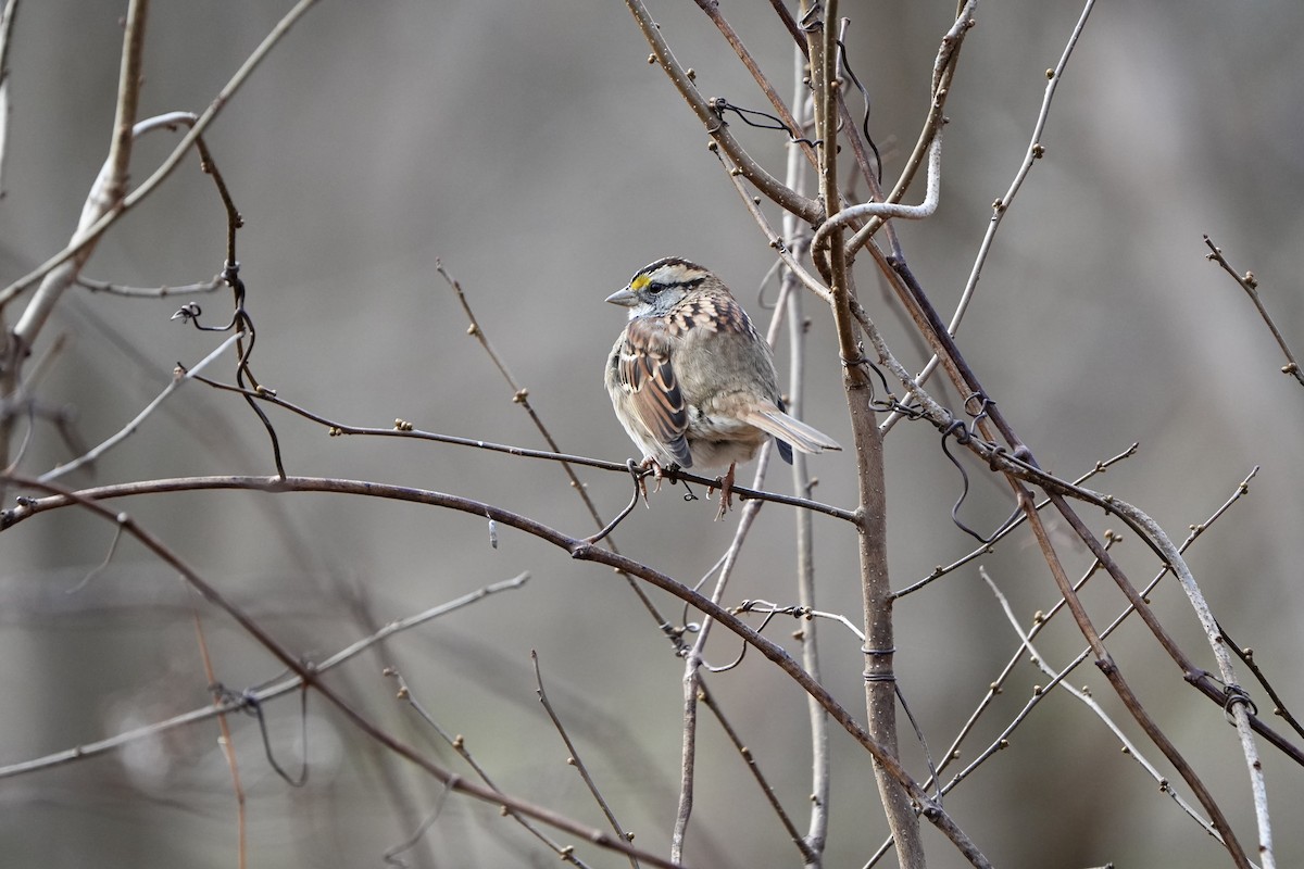 White-throated Sparrow - ML647271077