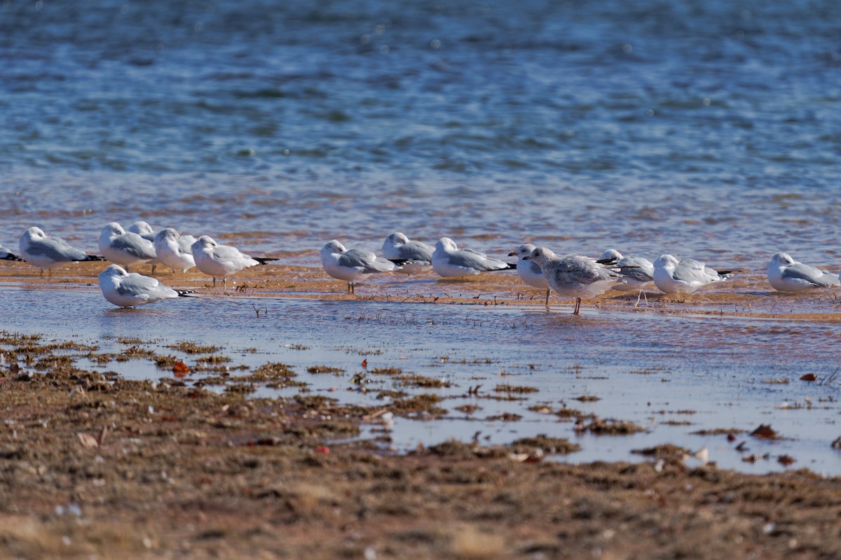 Ring-billed Gull - ML647271078