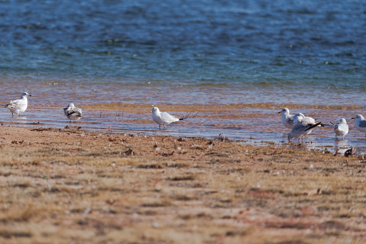Ring-billed Gull - ML647271079