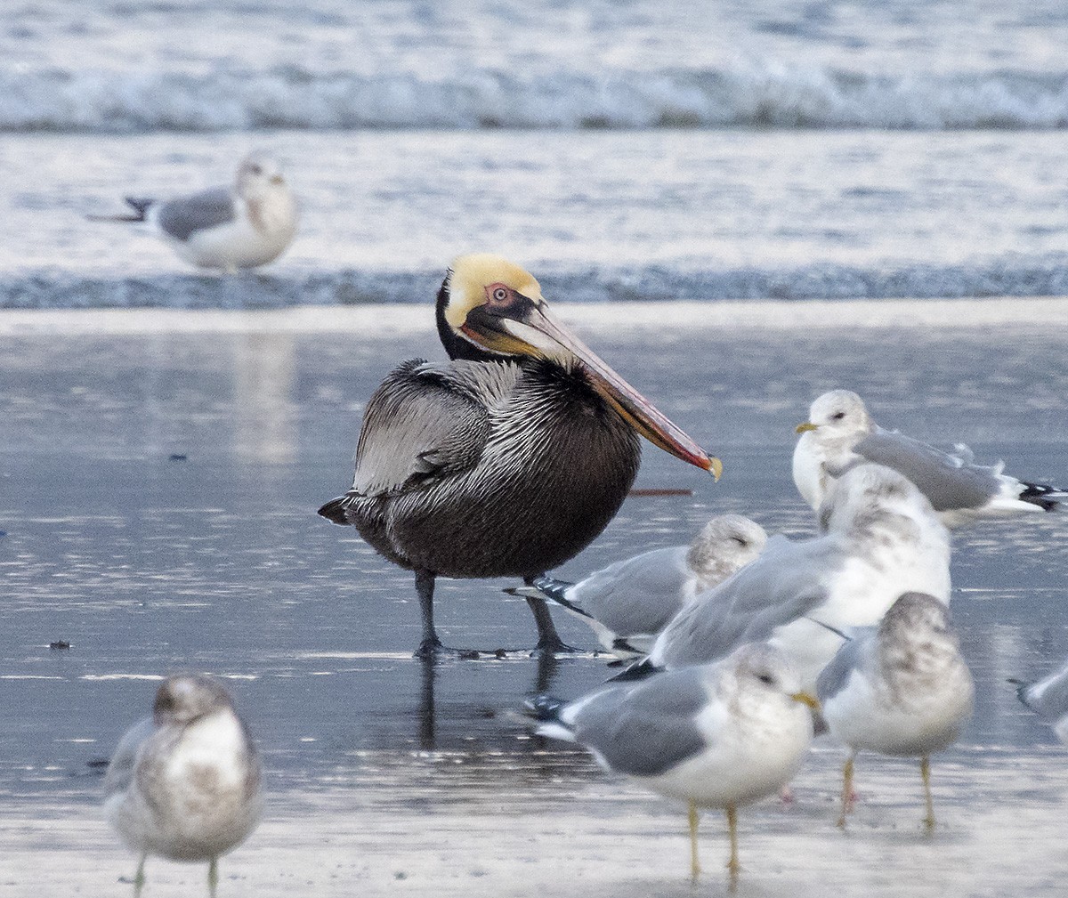 Brown Pelican - ML647271080